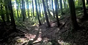 имунната съвета