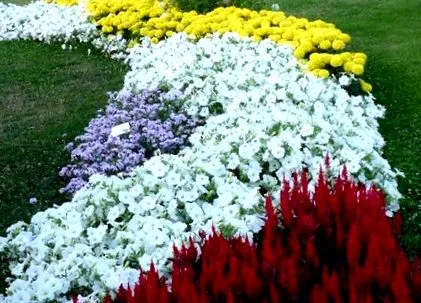 florilor anuale