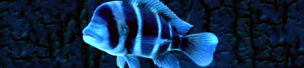 frontosa frontosa
