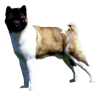 akita purináról