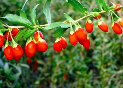 goji