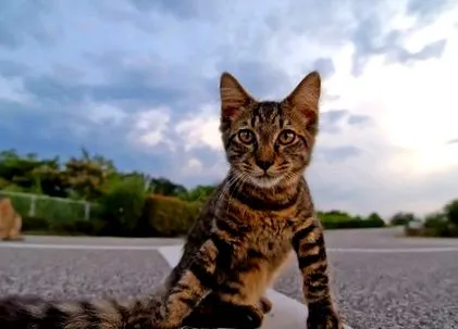 котів