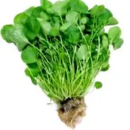 macrisul