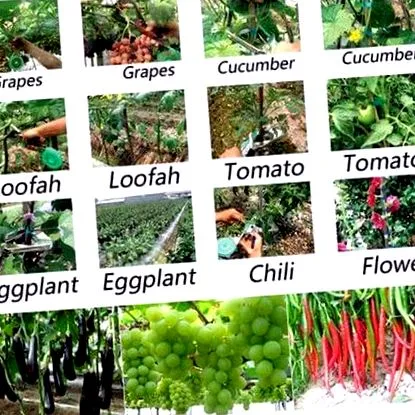 plantbrand állkapocs között