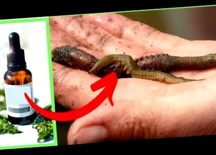 férgek