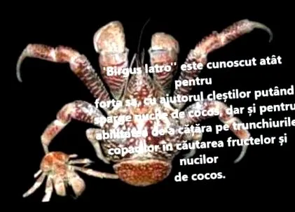 tabletták fogyásért