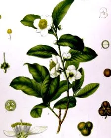 зелений