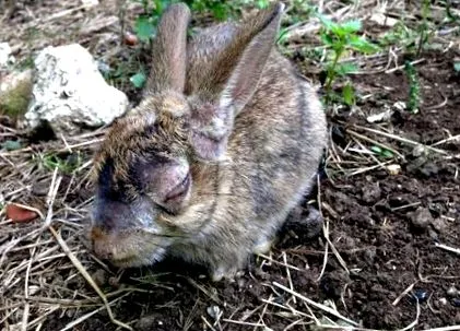myxomatosis