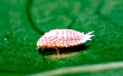férgek