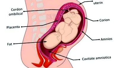 maternicové fibroidy