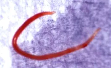 viermi