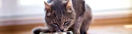 котка възрастна