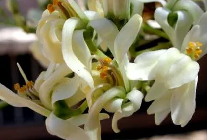 moringa