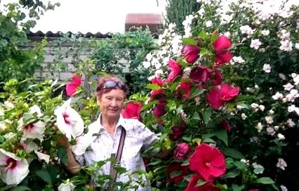 градината хибискус грижа кожата