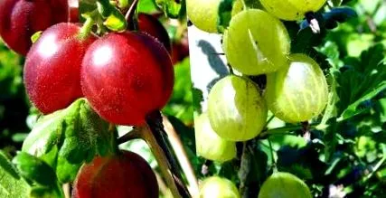 сезоната