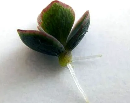 kalanchoe