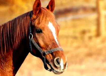 equester