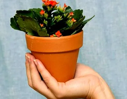 Kalanchoe дома