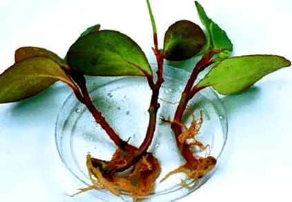 Kalanchoe дома