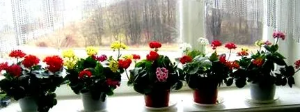 Kalanchoe дома