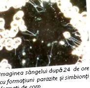 koncentrátumokban
