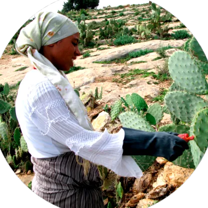 amely opuntia