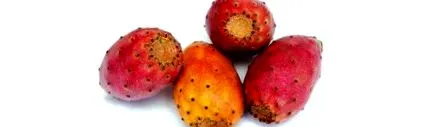 kaktusz opuntia
