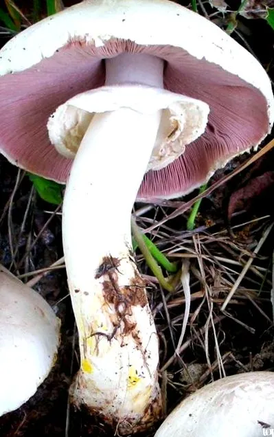parazita