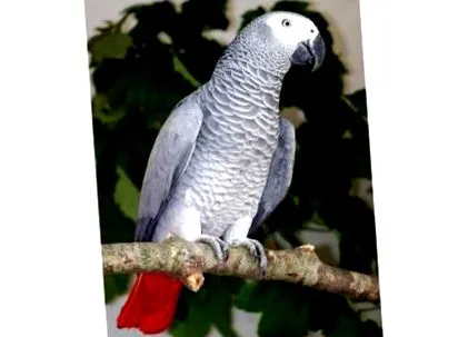 јако