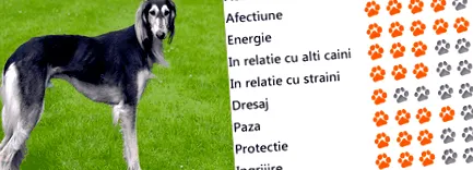 kutyában kutyában
