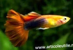 guppy