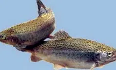 води
