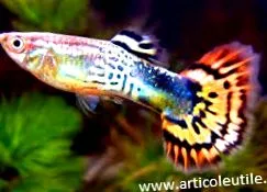 fish