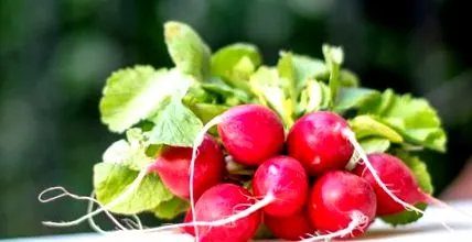 fogy