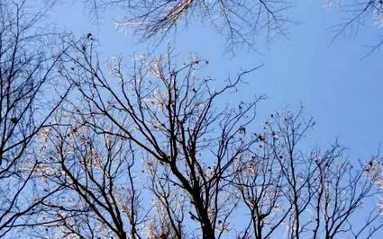 какво елемента