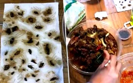 хлебарки хлебарки