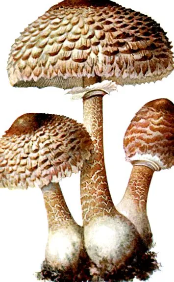 гъбични