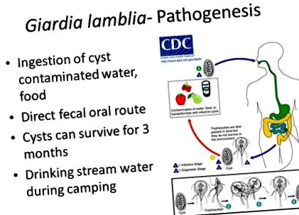 giardia патогенни