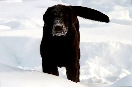 labrador rasa