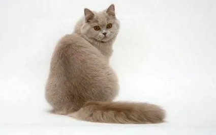 ápolja