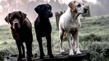 labrador