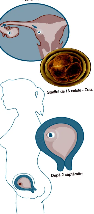 első