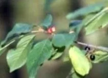 vagy tabletta