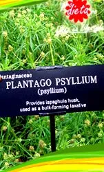 psyllium