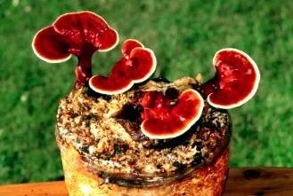 ganoderma