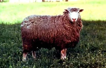palas évvel