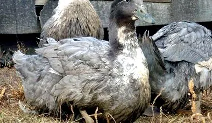 állatok