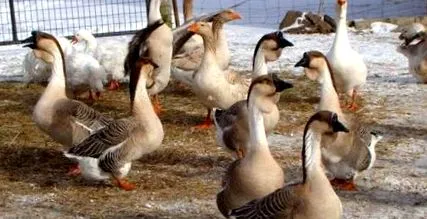 раси гуски
