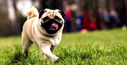 карактеристики mops