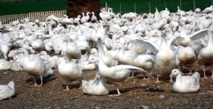 гуски можат